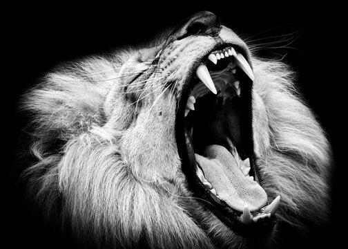 Black and white roaring lion close up, dramatic wildlife portrait square