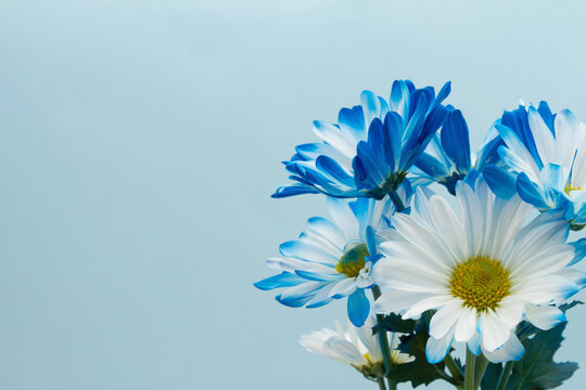 Blue daisies bunch of flowers on a blue background