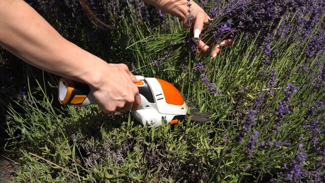 Harvesting Lavender with Electric Pruner in a Field