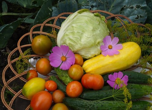 Assorted garden vegetables including cabbage, cucumbers, tomatoes, and zucchini displayed in a woven basket. Captures the freshness and vibrancy of homegrown produce