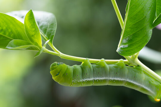 macro focus of oleander hawk moth caterpillar