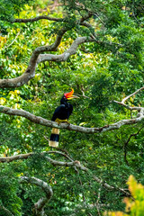 The rhinoceros hornbill (Buceros rhinoceros) is a large species of forest hornbill (Bucerotidae). In captivity it can live for up to 35 years. © chirawan_nt