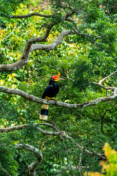 The rhinoceros hornbill (Buceros rhinoceros) is a large species of forest hornbill (Bucerotidae). In captivity it can live for up to 35 years.
