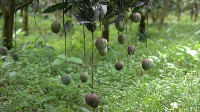Unripe green mangoes hanging from a tree in an orchard