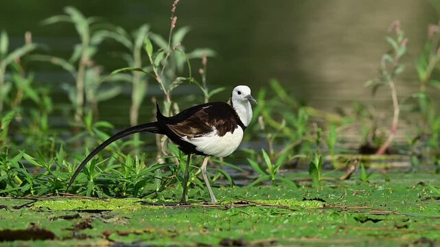 An elegant jacana bird stands gracefully in a peaceful, sun-dappled marsh landscape during the summer season.