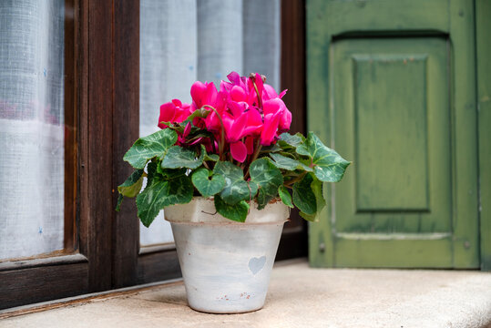 Pink cyclamen flowers  in a  pot on a window