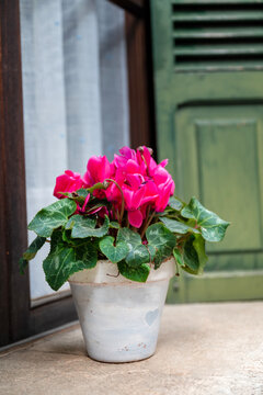 Pink cyclamen flowers  in a  pot on a window