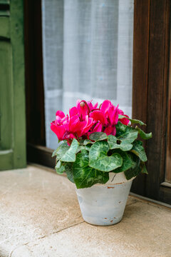 Pink cyclamen flowers  in a  pot on a window