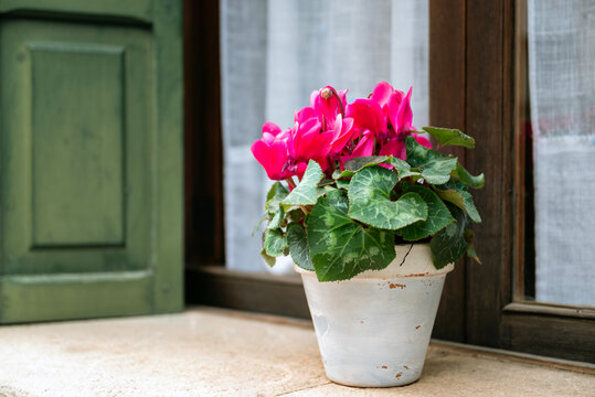 Pink cyclamen flowers  in a  pot on a window