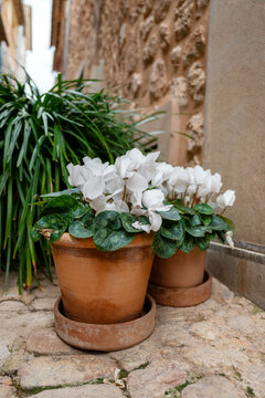 White cyclamen flowers  in a  pot outdoor