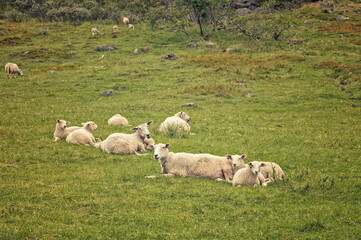 Fototapeta premium Troms, Norway - 05.07.2020: White sheep and lambs resting on a lush green hillside pasture under overcast daylight