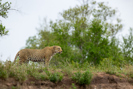 Leopard, Panthera pardus, Male. Standing in short grass on a low rise, looking off to the right.