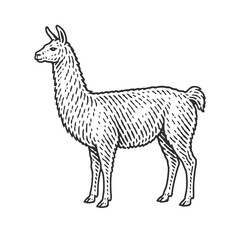 Fototapeta premium Llama. Vintage woodcut engraving linocut vector illustration.
