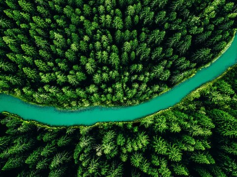 Lush Evergreen Forests Surrounding a Winding Turquoise River Creating a Vibrant Natural Landscape