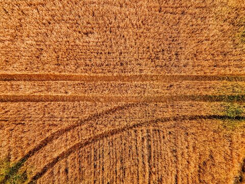 Golden wheat field texture with tractor tracks and sunlight illuminating the grains in Finland