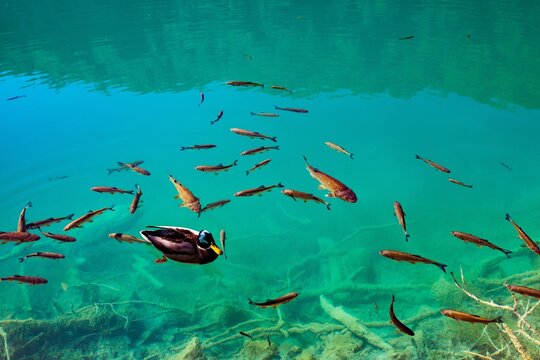 Mallard duck swimming with schools of fish in clear turquoise lake water during sunny day