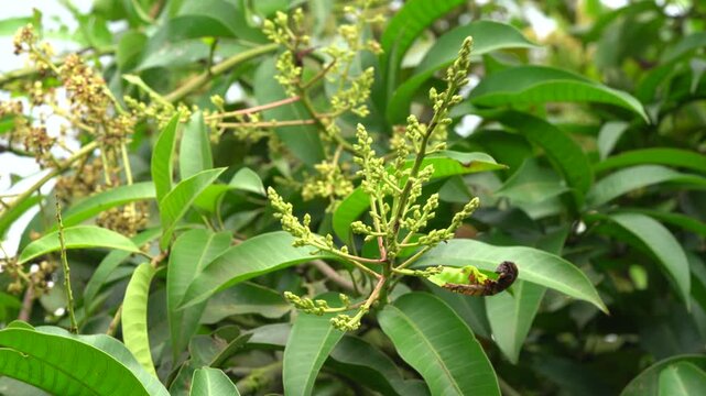 Caterpillar devouring a leaf on a blooming mango tree branch