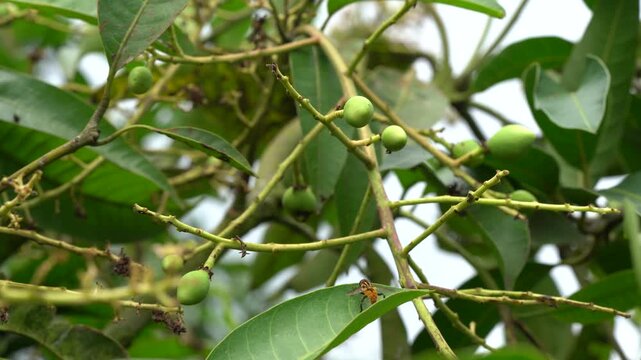 Honey bee resting on green mango leaf