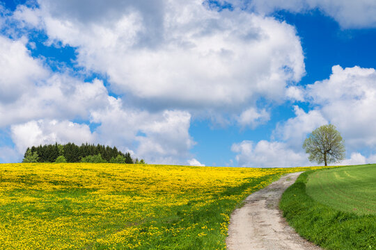 A field of flowering yellow dandelions and a dirt road through fields.