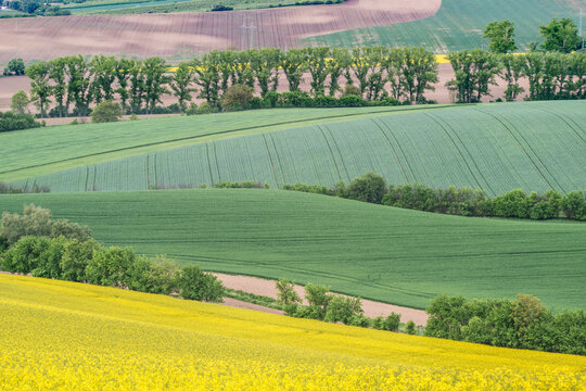 Farmland, fields in spring with green and yellow flowering crops on undulating landscape.