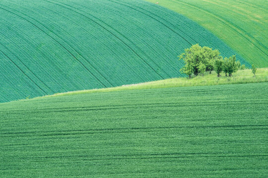 The fields of the countryside in spring, green growing crops on undulated pasture.