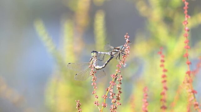 Mating of Common skimmers on a Great water dock flower cluster, approached by a Red-veined darter male in flight. Orthetrum albistylum, Sympetrum fonscolombii, Rumex hydrolapathum, France, Europe