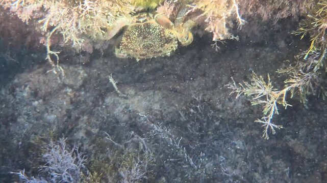 Crab underwater marine life hiding among seaweed on the seabed