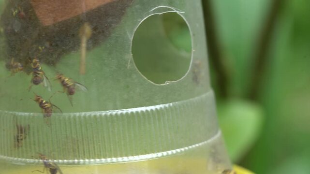 Swarm of fruit flies trapped inside a plastic pest control bottle