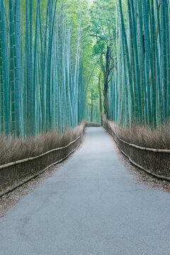 Arashiyama Bamboo Grove, Kyoto, Sagano,a path through tall straight densly planted bamboo plants