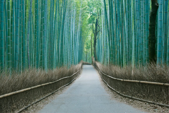 Arashiyama Bamboo Grove, Kyoto, Sagano,a path through tall straight densly planted bamboo plants