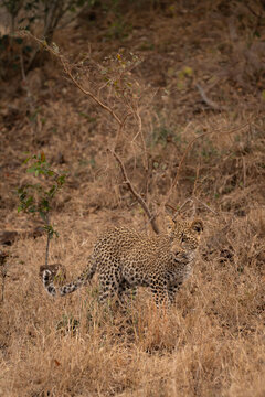 Leopard, Panthera pardus, Cub. Standing in dry, brown grass in a semi-arid environment, looking toward the camera.