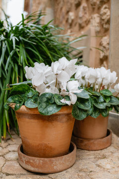 White cyclamen flowers  in a  pot outdoor