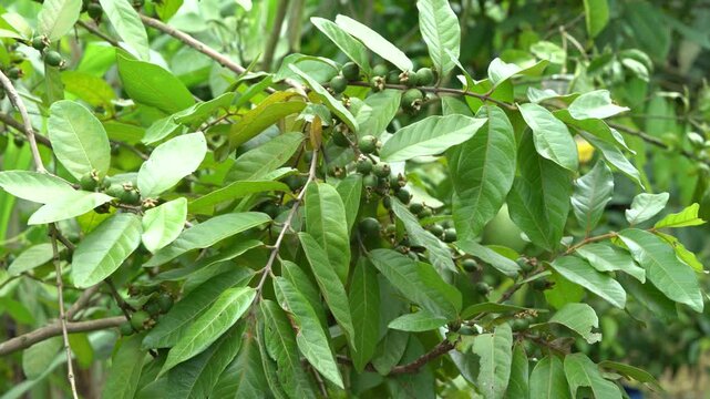 Unripe green guava fruits growing on a branch