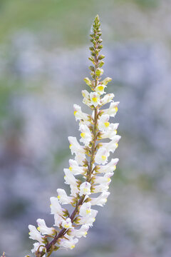 Garden Snapdragon, Antirrhinum majus, white flowering flower spike of the plant, close up.