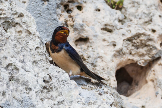 Barn Swallow, a small swallow bird perched on a rocky surface, a small bird.