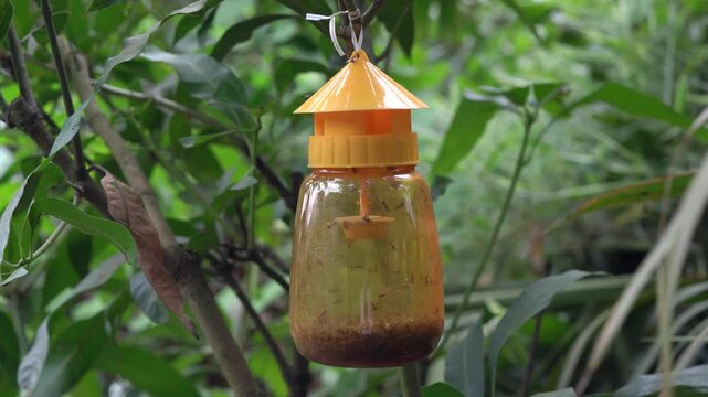 Insect trap with pheromone bait hanging from tree