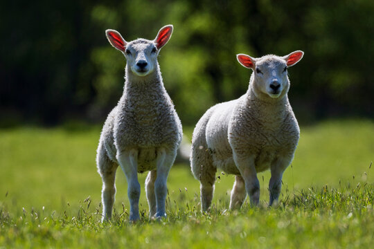 Welsh Lambs, two animals with heads up staring at the camera.