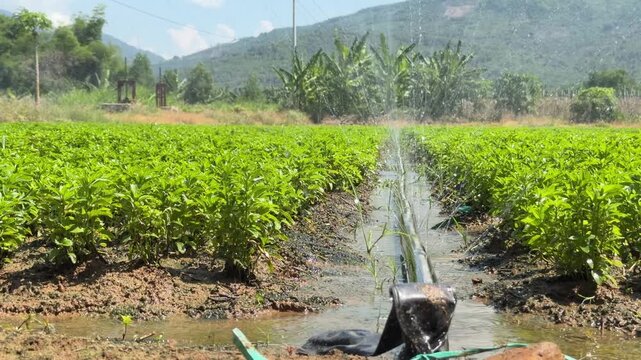 Water flows through irrigation channels between rows of young green crops with mountains in the background. Sustainable farming.