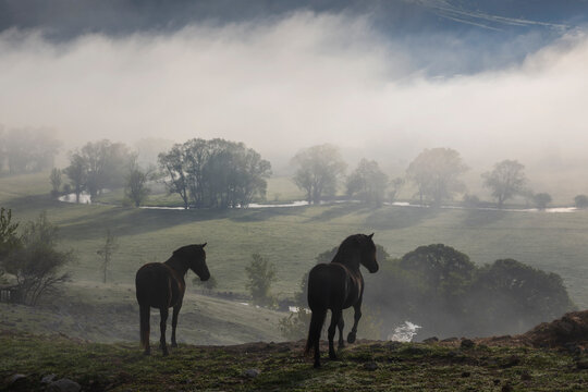 Horses on a ridge at dawn, outlines, and view across a valley,
