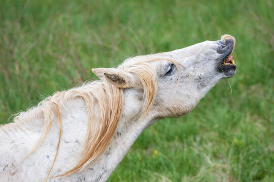 A wild horse, head extended, making the Flehmen response, where animals curl their lips to detect pheromones, aiding in social and reproductive communication.