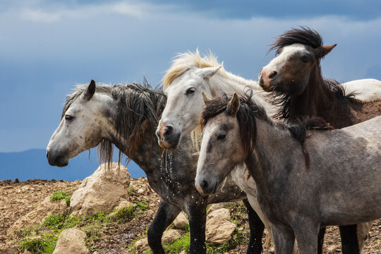 A group of wild horses drinking at a waterhole on the slopes of the Cincar Mountains.