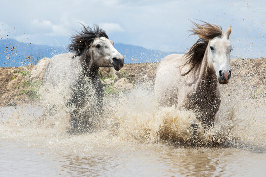 Two wild horses galloping through shallow water, one chasing the other, a herd who roam freely across rugged Balkan landscapes, descended from domestic stock