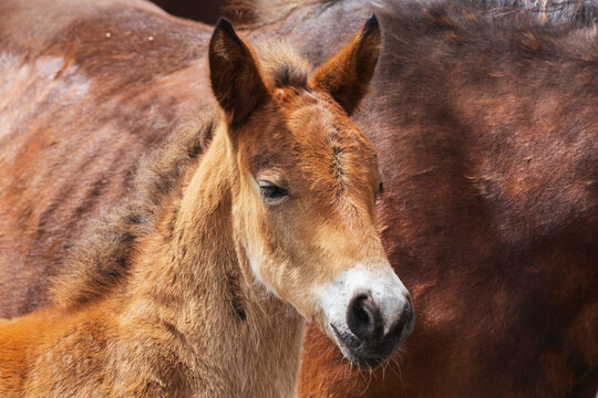 Wild Horse Foal, a close up of the young animal with a white muzzle.