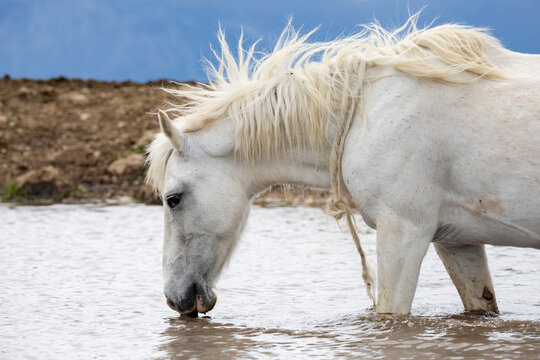 White Horse Drinking at a Waterhole in the mountains near Mount Krug.