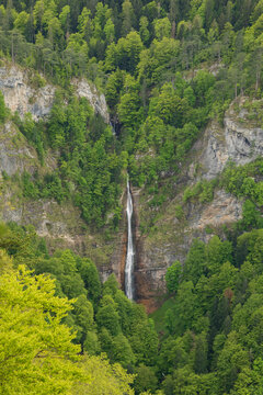 A waterfall cascading down a sheer rock face and a forest of tall beech trees emerging into leaf.