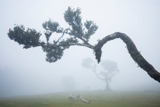 Laurel Tree, a Fanal Oak in the Fanal Forest, in the mist.