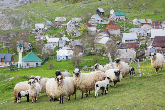Sheep in the Pasture above the houses of the village of Lukomir