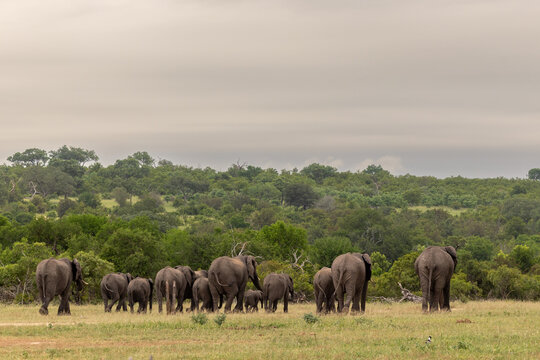 Elephant, Loxodonta africana, Herd of elephants walking away from the camera in a grassy clearing with dense bush in the distance.