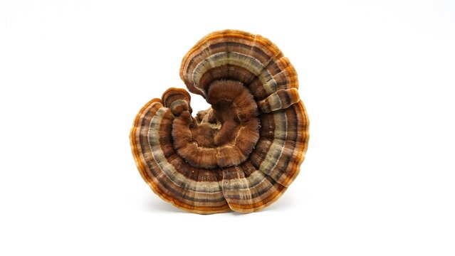 Turkey tail mushroom, trametes versicolor, medicinal fungus isolated on white background