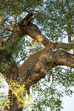 Leopard, Panthera pardus, Young Male. Resting draped over a high branch of a Marula tree.